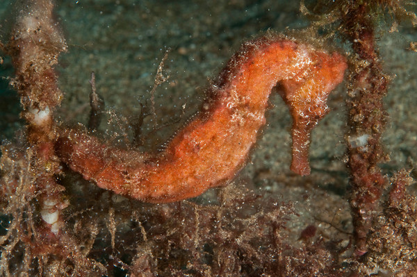 seahorse at st. vincent island