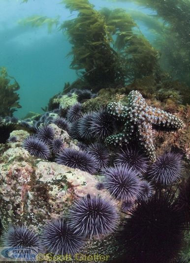 starfish and urchins