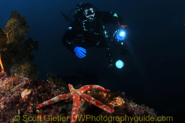 close-focus wide angle underwater photo, starfish and diver