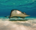 stingray underwater photography - alex mustard workshops