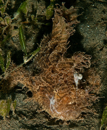 striated frogfish, st vincent