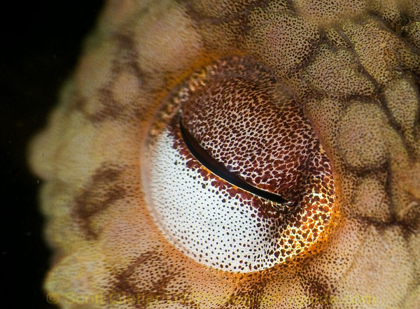 supermacro underwater octopus eye