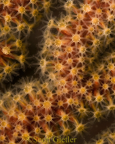 gorgonian polyps underwater supermacro