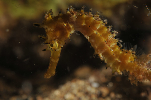 thorny seahorse