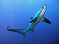 Thresher shark underwater photography in the red sea, egypt