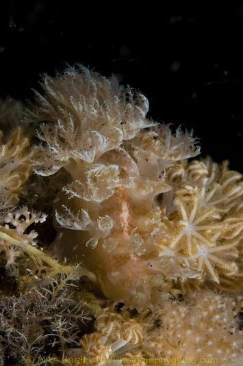 Soft coral mimic nudibranch