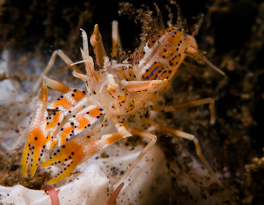 tiger shrimp, seraya, bali