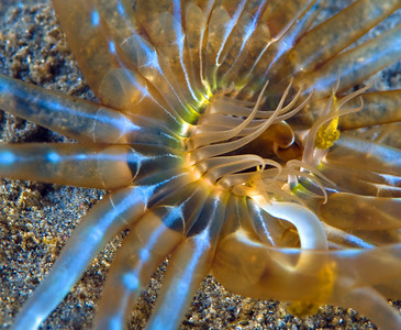 Tube anemone photo