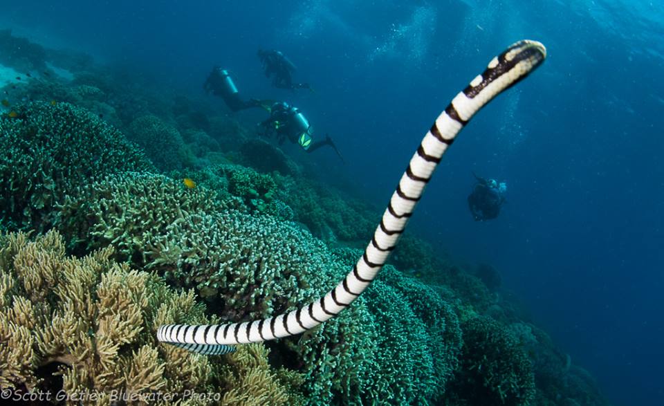 Sea Snake Apo Island