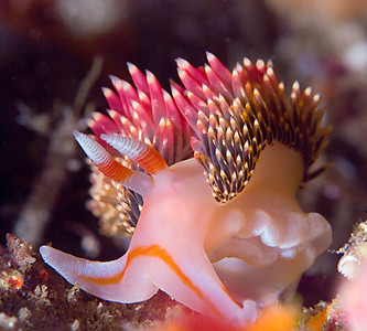 hilton's aeolid nudibranch, nikon 105mm lens