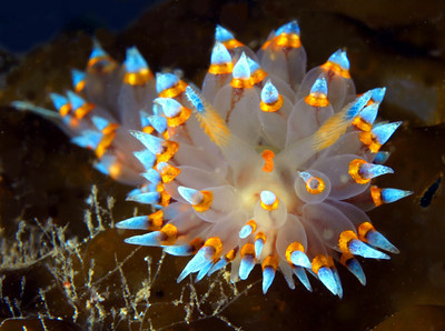 janolus nudibranch, catalina, olympus 50mm macro lens