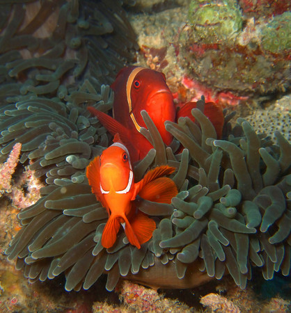 underwater photography example