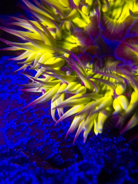 Diving in a New (UV) Light - Underwater Photography Guide