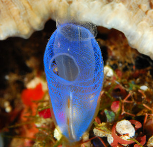 vase tunicate, f-stop example