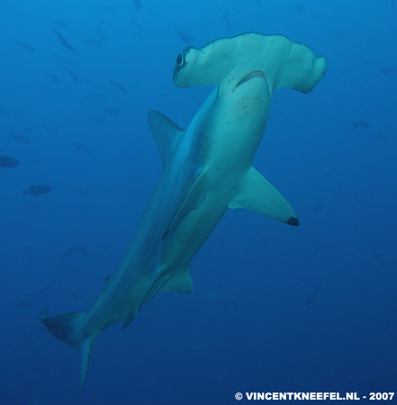hammerhead shark, cocos island, underwater photo by Vincent Kneefel
