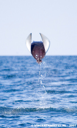 mobula ray leaping, sea of cortez, underwater photo by Vincent Kneefel