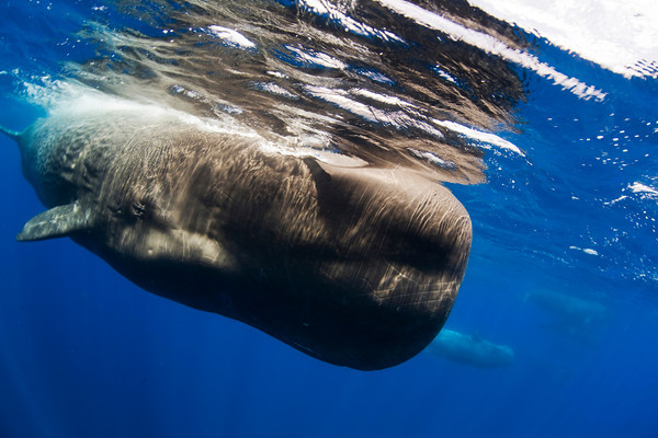 sperm whale while diving underwater in the azores islands