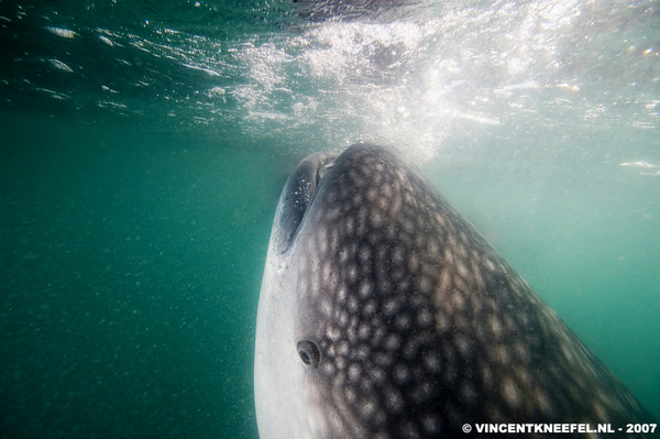 whale shark in the sea of cortez