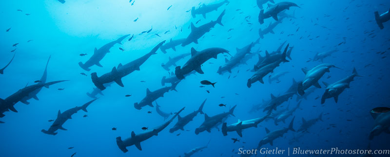 Schooling hammerhead sharks