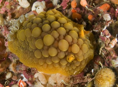 Archidoris wellingtonensis nudibranch, new zealand