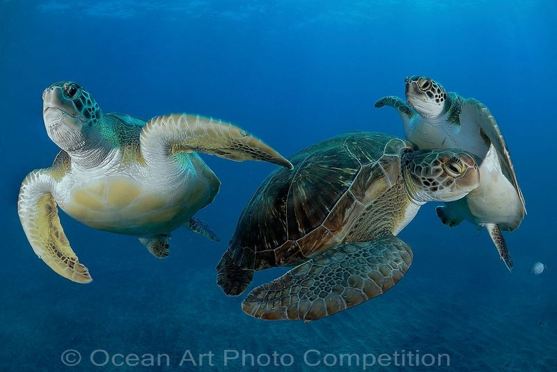 compact wide angle underwater photo contest winner