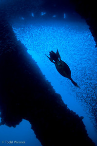 silhouette underwater photo