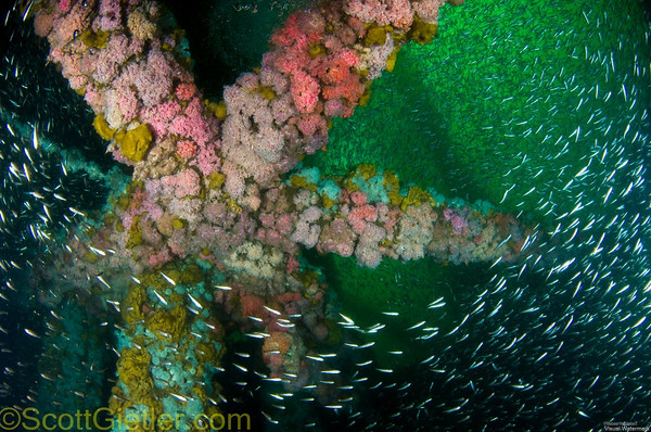 wide angle underwater photograph taken with nikon d300