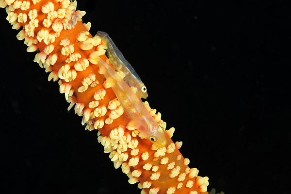 two wire coral gobies
