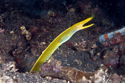 female ribbon eel, lembeh