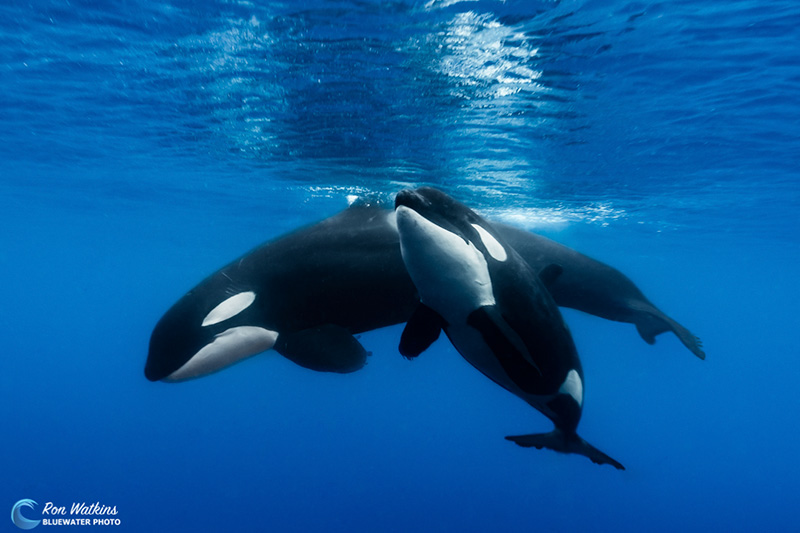 Orcas underwater in the Galapagos