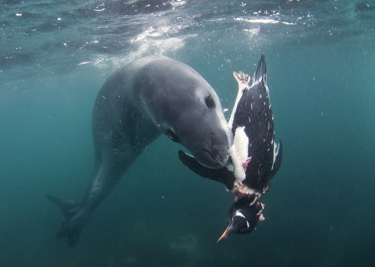 Resultado de imagem para leopard seal hunting