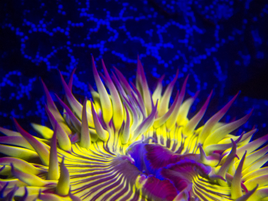 Diving in a New (UV) Light|Underwater Photography Guide