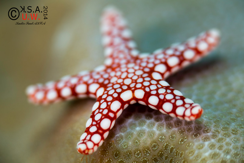 Canon EF 100mm f2/8 Macro IS USM Lens Underwater PhotosUnderwater