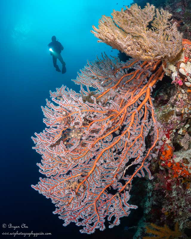 Gorgonian sea fan on Pangangan Wall. Underwater photo.