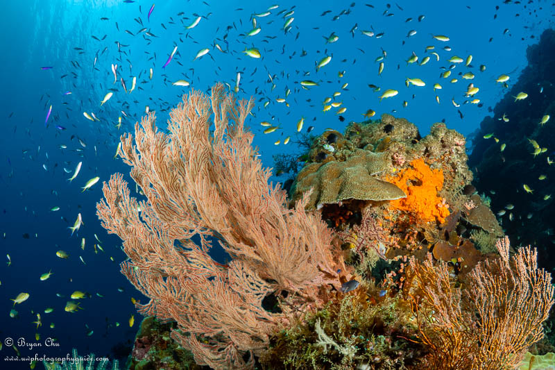 Lots of fish over a colorful reef