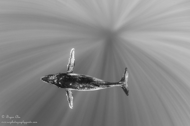 Humpback whale calf shot from above, using shutter priority.