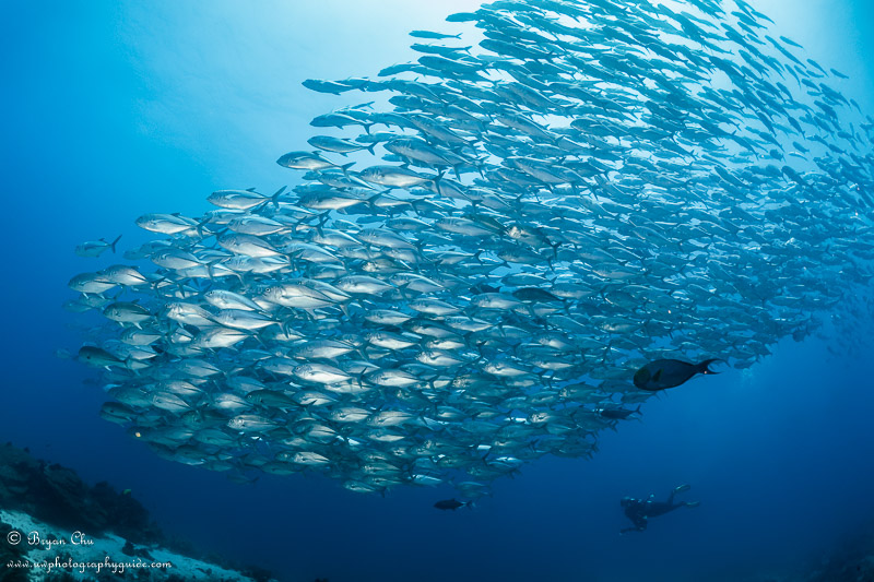 School of jack fish with diver using S mode