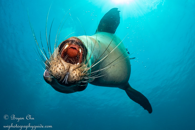 California sea lion with open mouth.