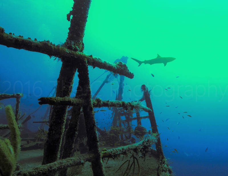 Shark over a shipwreck