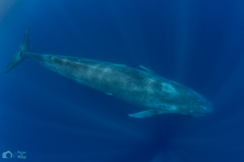 Pgmy Blue whale by Peter de Maagt