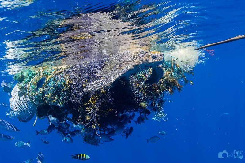 Turtle caught in ghost net by Peter de Maagt