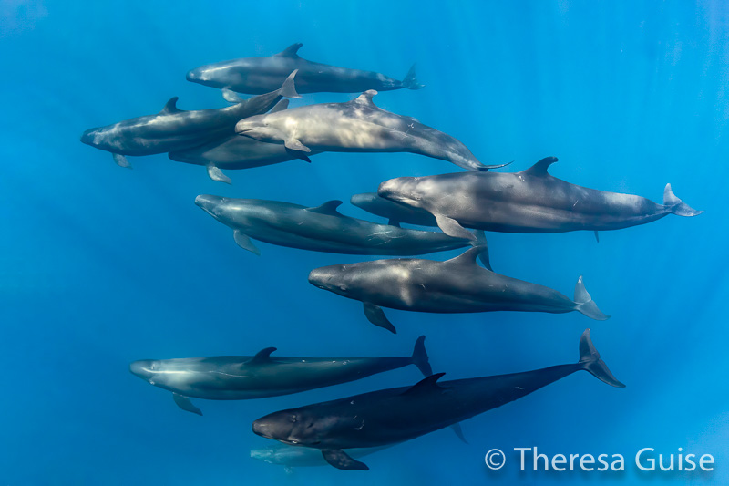False Killer Whales by Theresa Guise