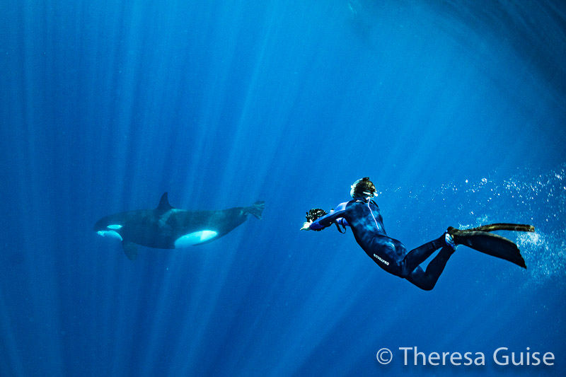 Photographing orcas in Sri Lanka by Theresa Guise Photographing orcas in Sri Lanka by Theresa Guise