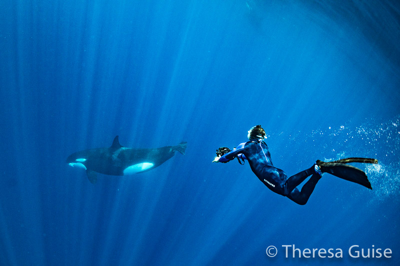 Photographing orcas in Sri Lanka by Theresa Guise