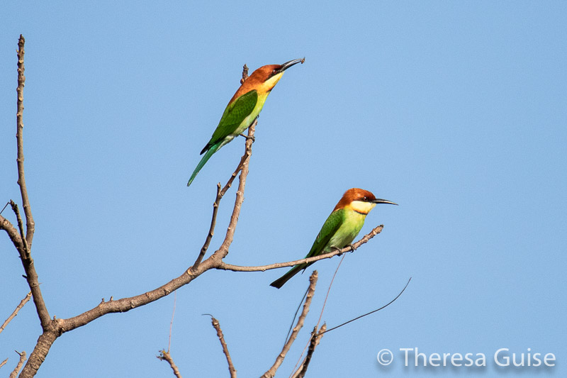 Bee Eaters in Sri Lanka by Theresa Guise