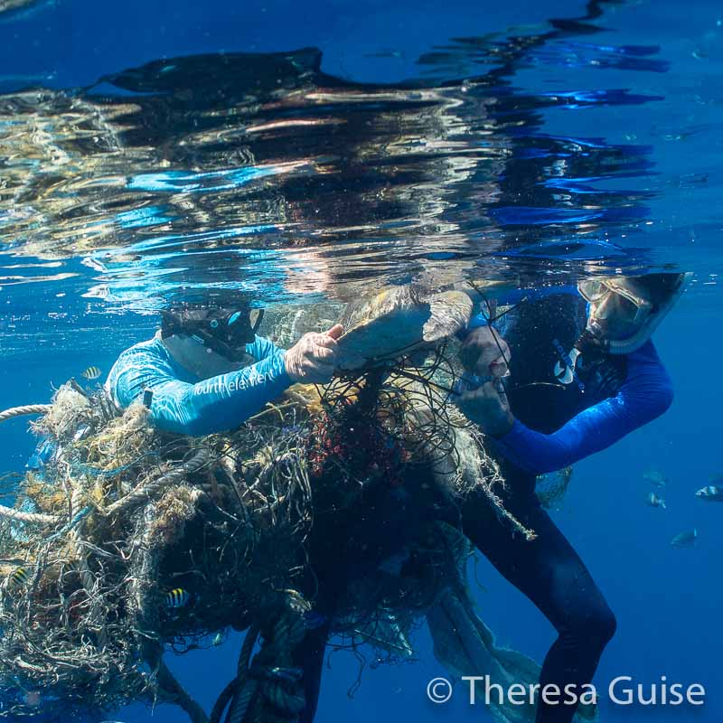 Alex Mustard working to help free turtle - by Theresa Guise