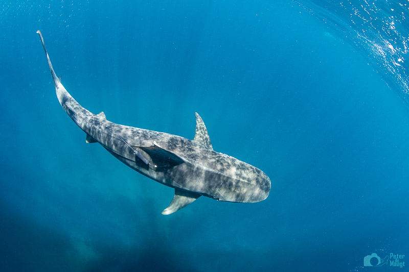 ESA Satellite Tag deployed on tiger shark