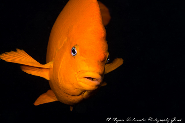 Sony A7R III Underwater