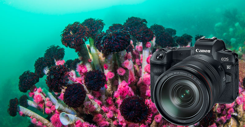 Canon EOS R Underwater