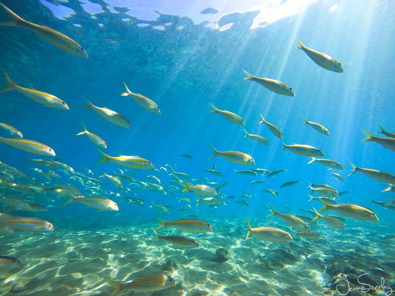 A school of goatfish in the clear waters of Maui, Hawaii